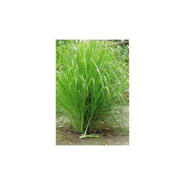 Citronnelle Cymbopogon winterianus