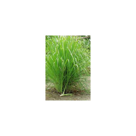 Citronnelle Cymbopogon winterianus